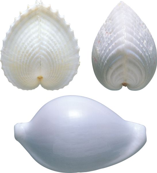 贝壳 PNG免抠图透明素材 16设计网编号:37092