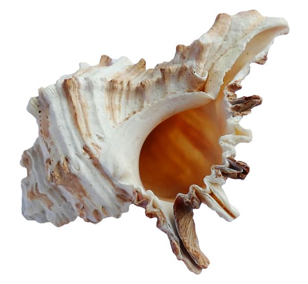 贝壳 PNG免抠图透明素材 16设计网编号:37120
