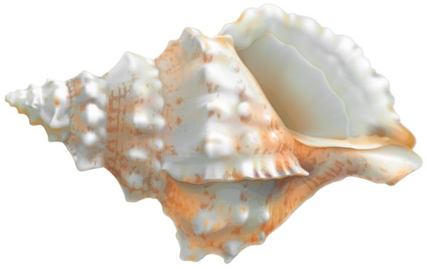 贝壳 PNG免抠图透明素材 16设计网编号:37124