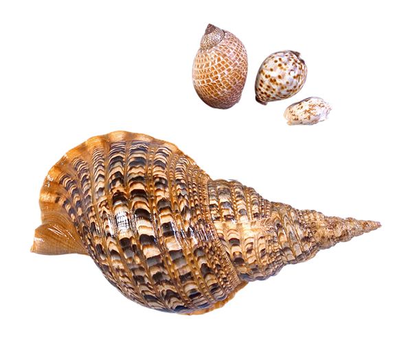贝壳 PNG透明背景免抠图元素 素材