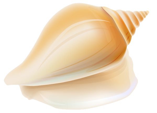 贝壳 PNG免抠图透明素材 16设计网编号:37137