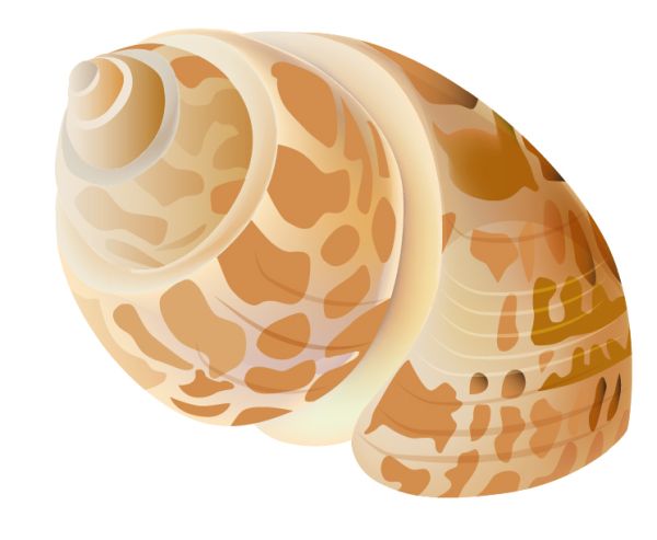 贝壳 PNG免抠图透明素材 16设计网