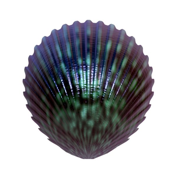 贝壳 PNG免抠图透明素材 16设计网编号:37157