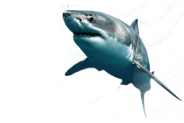 鲨鱼PNG透明背景免抠图元素 16图库网编号:18809