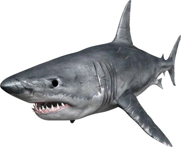 鲨鱼PNG免抠图透明素材 16设计网编号:18812
