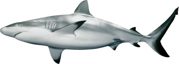 鲨鱼PNG透明元素免抠图素材 16素材网编号:18813