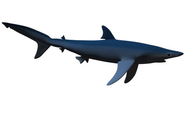 鲨鱼PNG透明背景免抠图元素 16图库网编号:18814