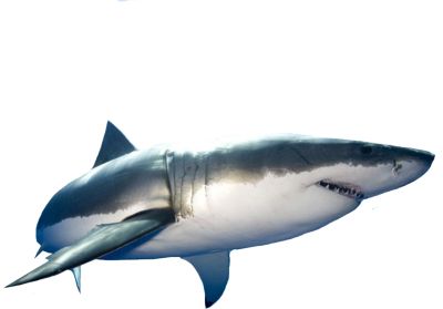 鲨鱼PNG透明元素免抠图素材 16素材网编号:18817