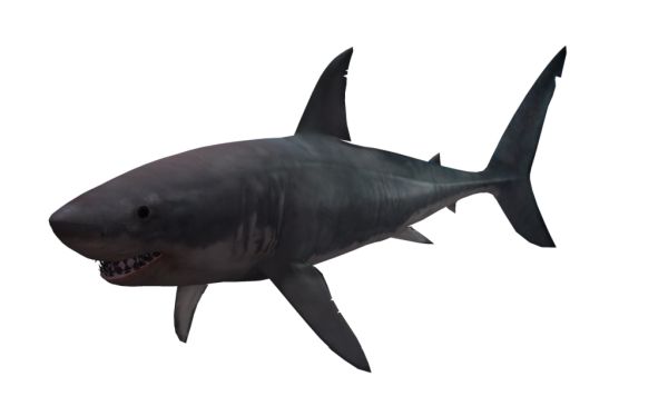 鲨鱼PNG免抠图透明素材 素材天下编号:18819