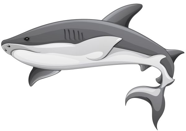 鲨鱼PNG免抠图透明素材 普贤居素材编号:18820