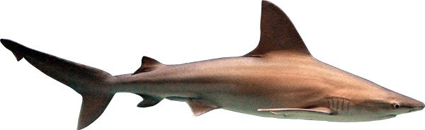 鲨鱼PNG透明元素免抠图素材 16素材网编号:18822