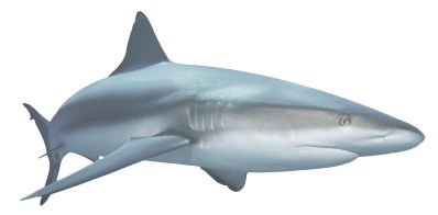 鲨鱼PNG透明元素免抠图素材 16素材网编号:18823