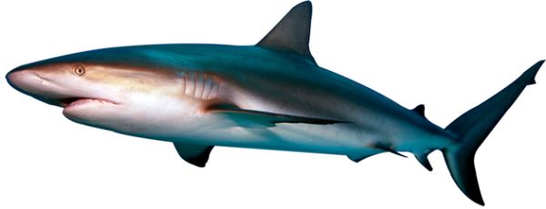 鲨鱼PNG透明元素免抠图素材 16素材网编号:18824