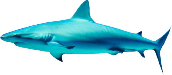 鲨鱼PNG透明元素免抠图素材 16素材网编号:18826