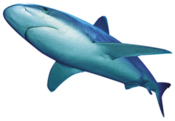 鲨鱼PNG免抠图透明素材 16设计网编号:18827