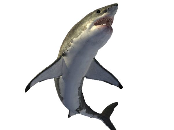 鲨鱼PNG透明元素免抠图素材 16素材网编号:18829