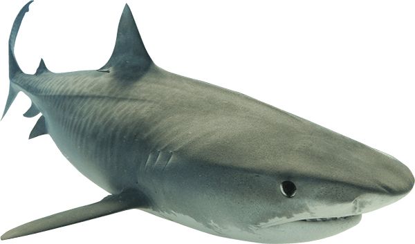 鲨鱼PNG透明元素免抠图素材 16素材网编号:18833