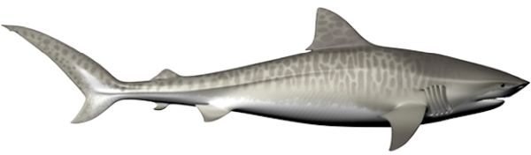 鲨鱼PNG透明元素免抠图素材 16素材网编号:18834