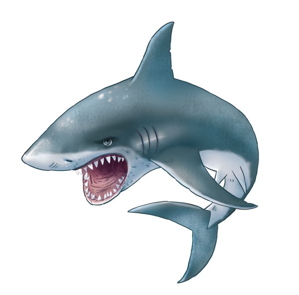 鲨鱼PNG透明背景免抠图元素 16图库网编号:18836