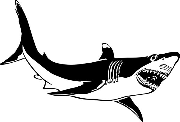 鲨鱼PNG免抠图透明素材 普贤居素材编号:96508