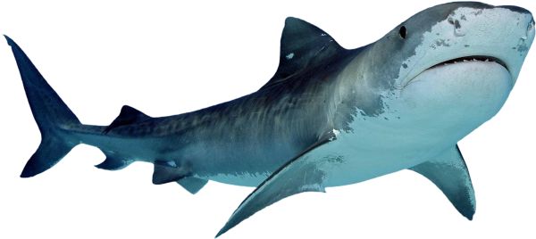鲨鱼PNG透明元素免抠图素材 16素材网编号:96509