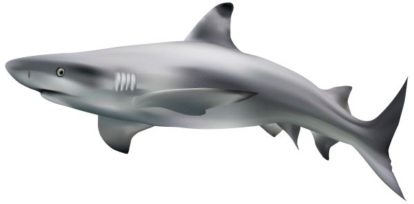鲨鱼PNG透明元素免抠图素材 16素材网编号:96510