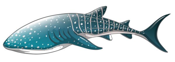 鲨鱼PNG透明元素免抠图素材 16素材网编号:96517