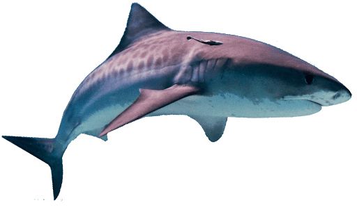 鲨鱼PNG透明元素免抠图素材 16素材网编号:96519