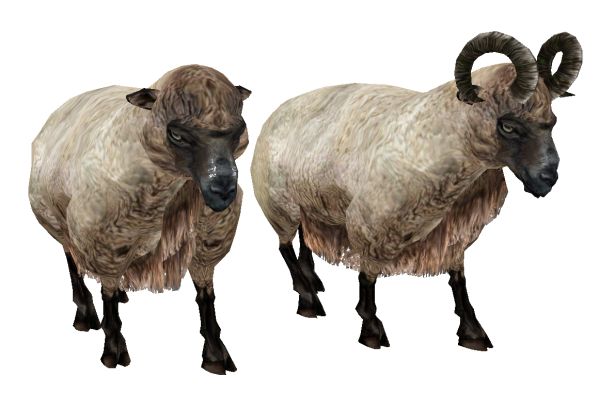 羊PNG透明背景免抠图元素 16图库网编号:2177