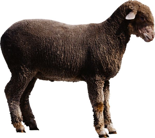 羊PNG免抠图透明素材 16设计网编号:2179