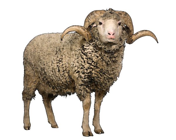羊PNG免抠图透明素材 16设计网编号:2182