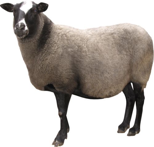 羊PNG透明背景免抠图元素 16图库网编号:2183
