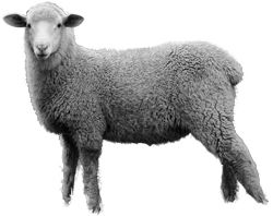 羊PNG透明背景免抠图元素 16图库网编号:2186