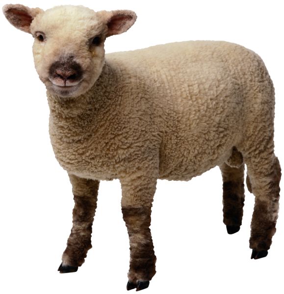 羊PNG免抠图透明素材 16设计网编号:2187