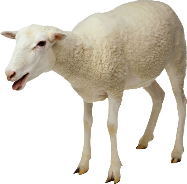 羊PNG透明背景免抠图元素 16图库网编号:2718