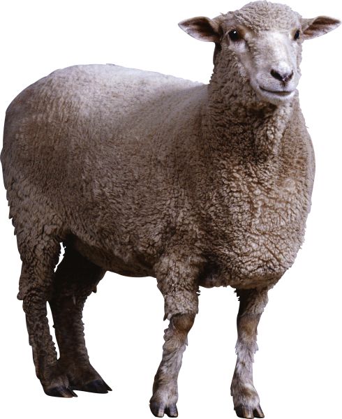 羊PNG免抠图透明素材 素材天下编号:2721