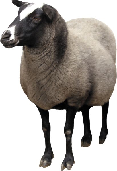 羊PNG免抠图透明素材 16设计网编号:2722