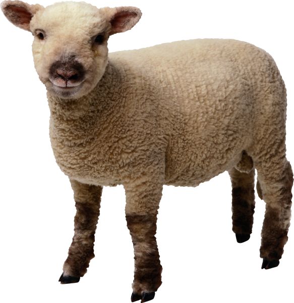 小绵羊PNG免抠图透明素材 16设计网编号:2723