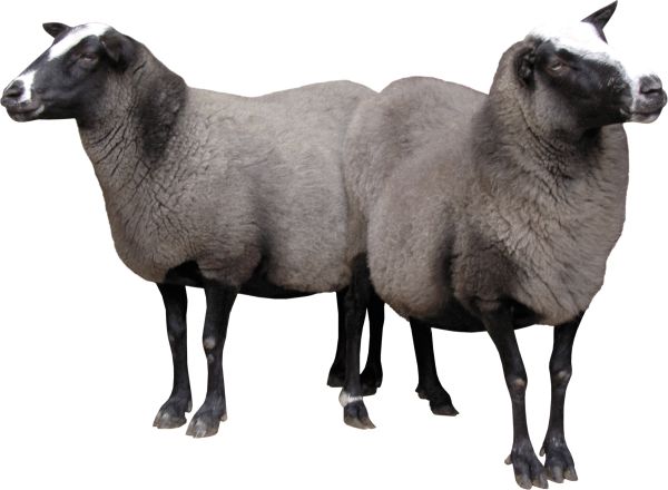 两只羊PNG透明背景免抠图元素 16图库网编号:2724