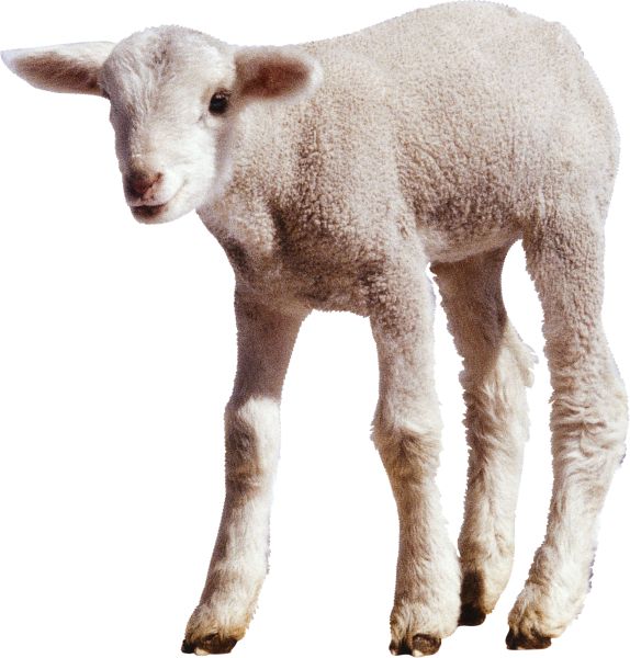 白色小绵羊PNG透明背景免抠图元素 16图库网编号:2725