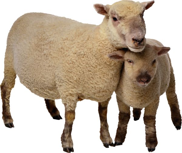 羊PNG免抠图透明素材 16设计网编号:96494