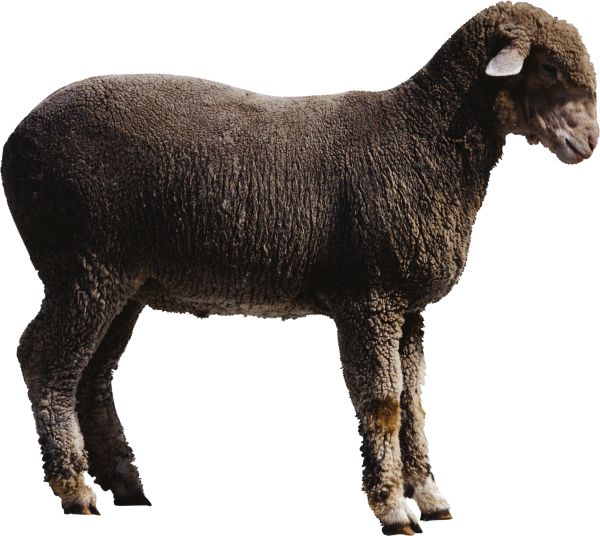 羊PNG透明背景免抠图元素 16图库网