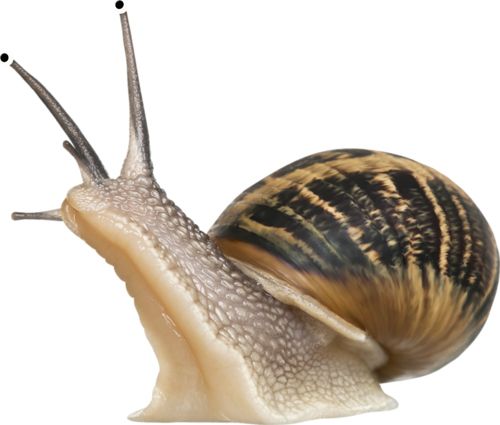 蜗牛 PNG透明背景免抠图元素 16图库网编号:13190