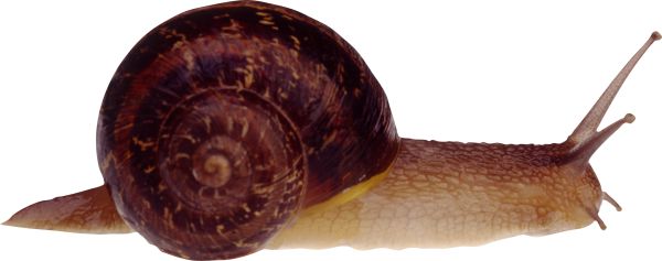 蜗牛 PNG透明背景免抠图元素 16图库网编号:13193