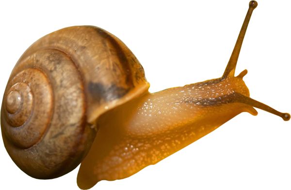 蜗牛 PNG透明背景免抠图元素 素材中国编号:13196
