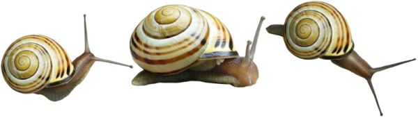 蜗牛 PNG透明背景免抠图元素 16图库网编号:13198