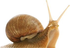 蜗牛 PNG透明背景免抠图元素 16图库网编号:13206