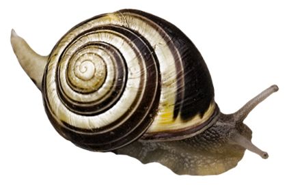 蜗牛 PNG透明元素免抠图素材 16素材网编号:13207
