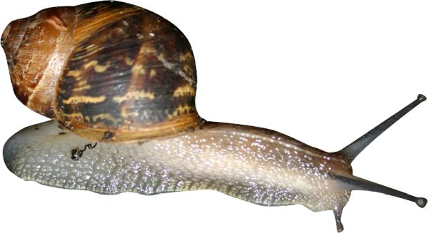 蜗牛 PNG透明背景免抠图元素 16图库网编号:13211