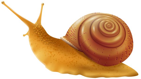 蜗牛 PNG免抠图透明素材 普贤居素材编号:96444